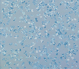 Terrazzo style tiles Mermaid Blue